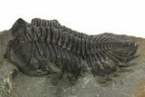 Large Coltraneia Trilobite Fossil - Huge Faceted Eyes #273802-2